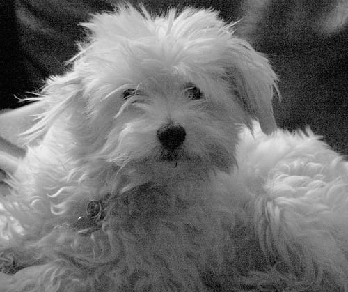 Lost Havanese brown named Lucy in Gander