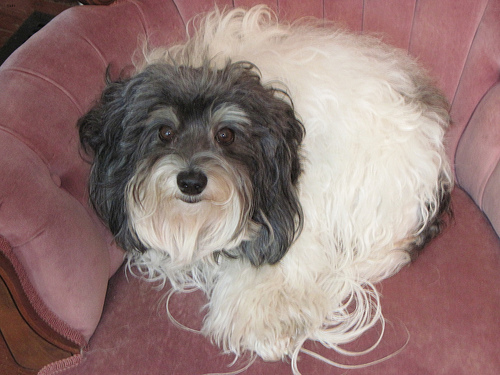 Lost Havanese black named Buddy in Newmarket