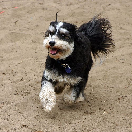 Lost Havanese tan named Molly in Morden