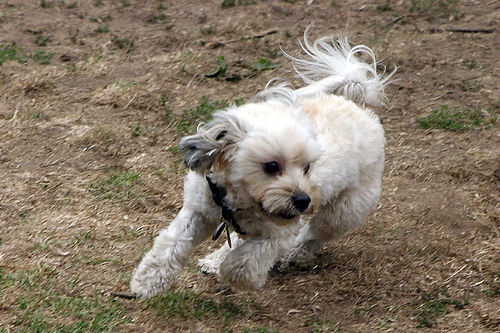 Lost Havanese grey named Nala in Lloydminster