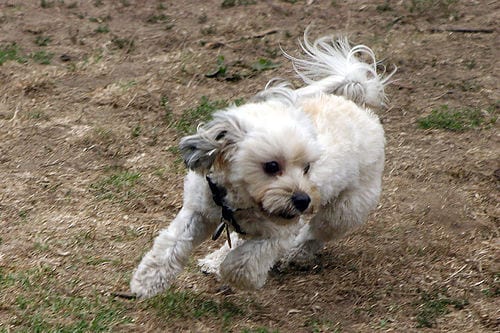 Lost Havanese grey named Nala in Lloydminster