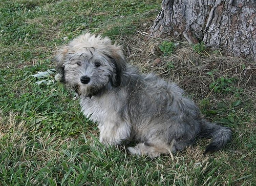 Lost Havanese golden named Tucker in Sault Ste. Marie