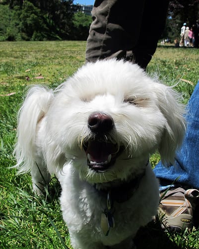 Lost Havanese tan named Nala in Burnaby