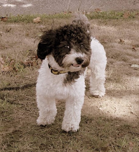 Lost Havanese chocolate named Nala in Boucherville