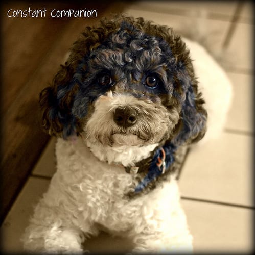 Lost Havanese grey named Buddy in Toronto