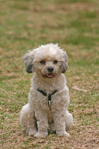 Lost Havanese brown named Bailey in Kamloops