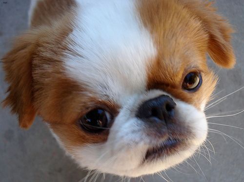 Lost Japanese Chin golden named Buddy in Weyburn