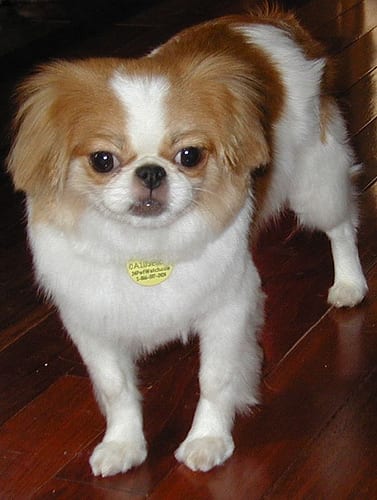 Lost Japanese Chin black and white named Leo in Toronto