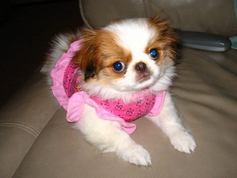 Lost Japanese Chin brown and white named Bailey in Vancouver