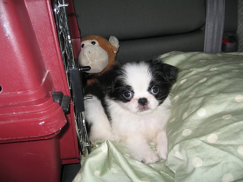Lost Japanese Chin black named Sadie in Calgary