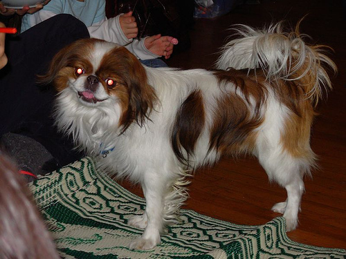 Lost Japanese Chin black and white named Max in Surrey