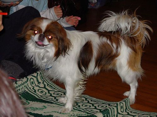 Lost Japanese Chin black and white named Max in Surrey
