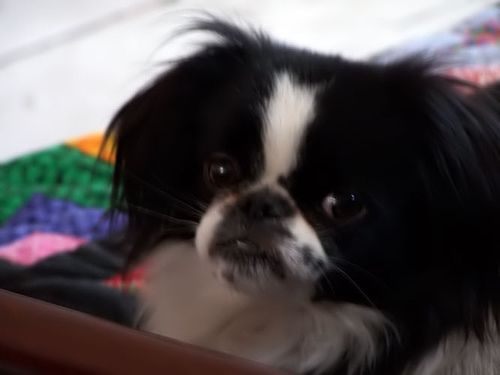 Lost Japanese Chin tan named Finn in Edmonton