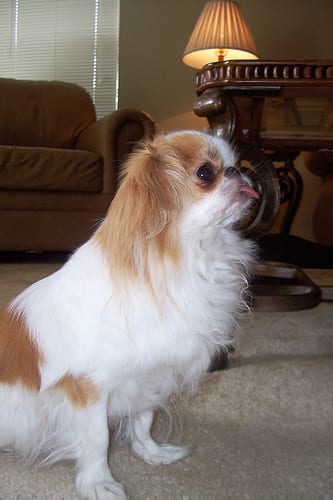 Lost Japanese Chin black and white named Sadie in Longueuil