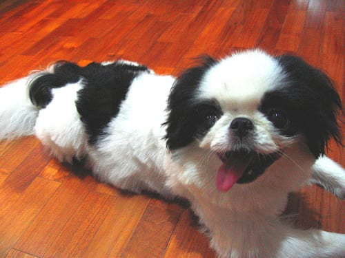 Lost Japanese Chin grey named Louie in Orillia