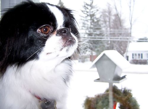 Lost Japanese Chin grey named Finn in Pickering