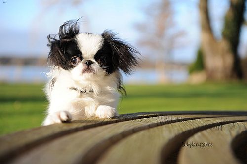 Lost Japanese Chin brown named Sadie in Leduc