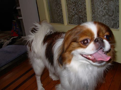 Lost Japanese Chin white named Bruno in Conception Bay South