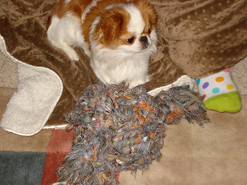 Lost Japanese Chin black and white named Hank in Toronto