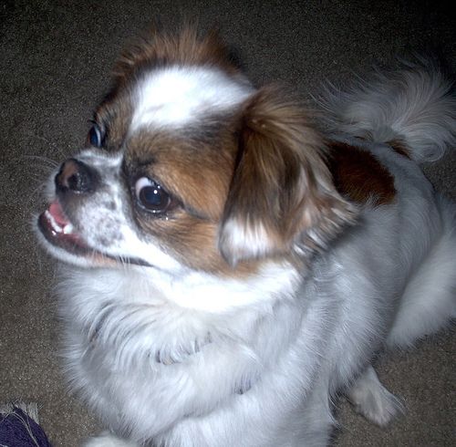Lost Japanese Chin chocolate named Lucy in Oshawa