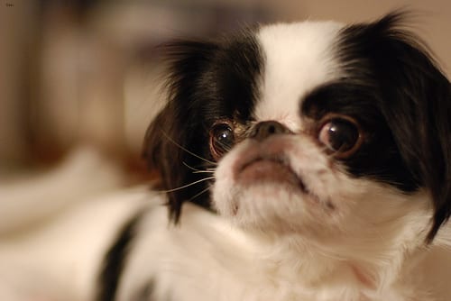 Lost Japanese Chin brown named Zoey in Saanich