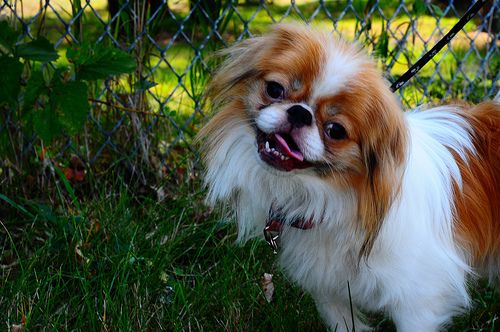 Lost Japanese Chin cream named Molly in Hamilton