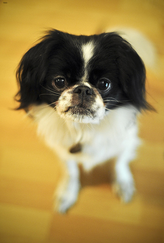 Buddy