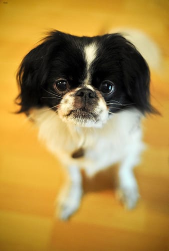Lost Japanese Chin grey named Buddy in Sherbrooke