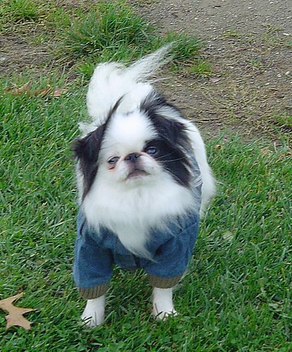 Lost Japanese Chin chocolate named Charlie in Calgary