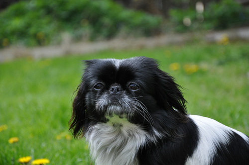 Bailey