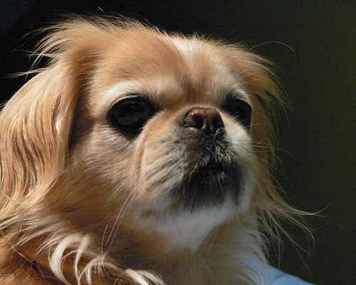 Lost Japanese Chin cream named Bear in Vancouver