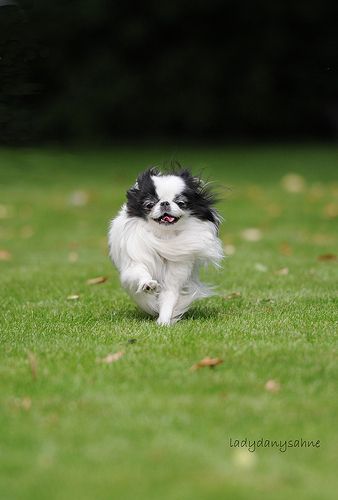 Lost Japanese Chin white named Oliver in Dieppe