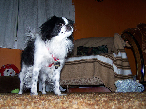 Lost Japanese Chin golden named Bear in Ottawa