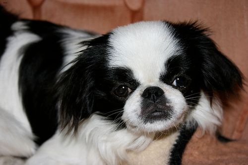 Lost Japanese Chin grey named Bentley in Estevan