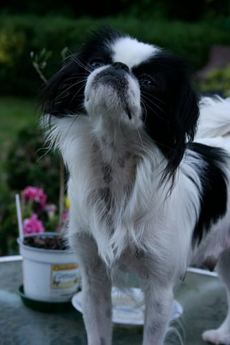 Lost Japanese Chin brown and white named Lucy in Sarnia
