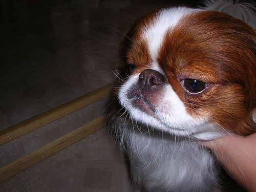 Lost Japanese Chin white named Bentley in Corner Brook