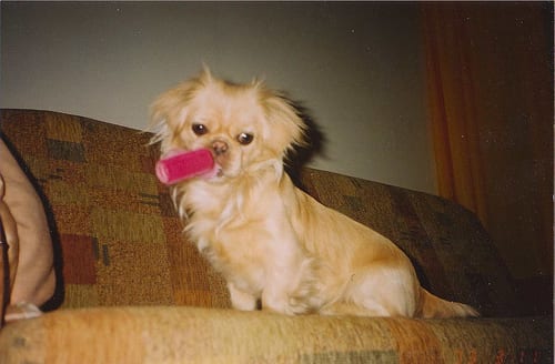Lost Japanese Chin brown named Duke in Lethbridge