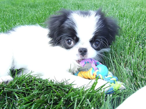 Lost Japanese Chin brown named Charlie in Toronto