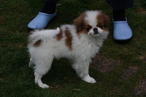 Lost Japanese Chin brown named Zoey in Cranbrook