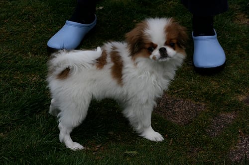 Lost Japanese Chin brown named Zoey in Cranbrook