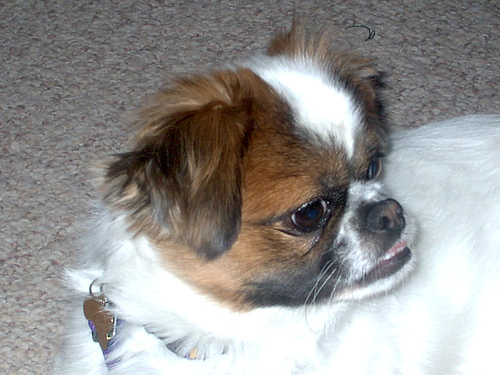 Buddy