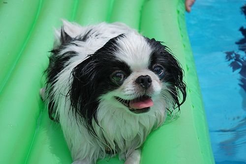 Lost Japanese Chin golden named Rosie in Courtenay