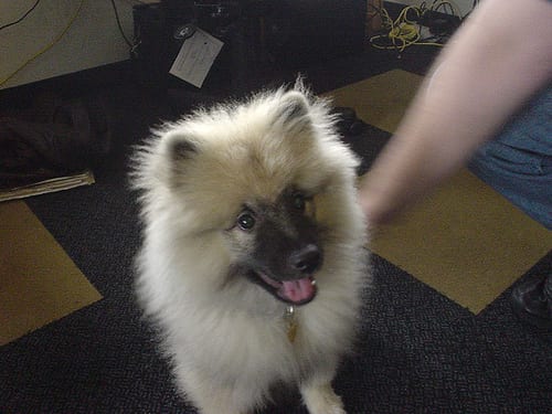 Lost Keeshond black and white named Bella in Rimouski