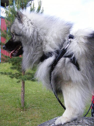 Lost Keeshond cream named Jack in Hamilton