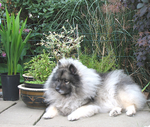 Lost Keeshond grey named Lucy in Mississauga