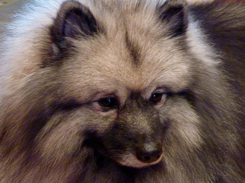 Lost Keeshond chocolate named Milo in London