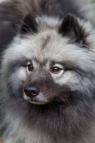 Lost Keeshond golden named Nala in Vernon