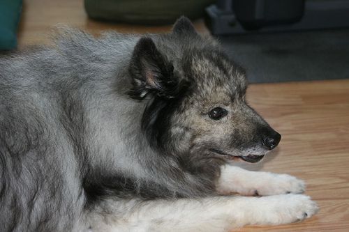 Lost Keeshond cream named Nala in West Vancouver