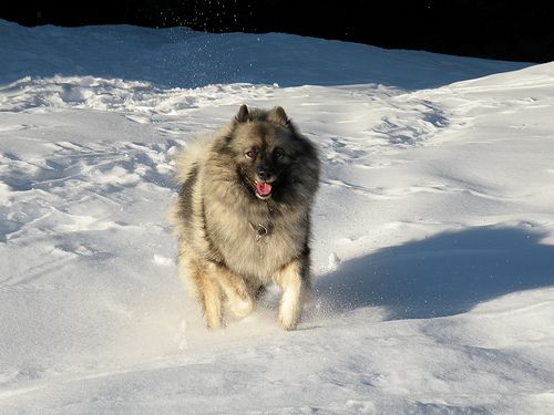 Lost Keeshond golden named Buddy in Kitchener
