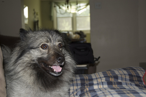 Lost Keeshond grey named Tucker in Ajax